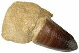 Large, Mosasaur (Prognathodon) Tooth - Morocco #259764-1